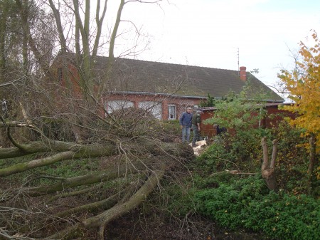 Bien pres des maisons ces arbres